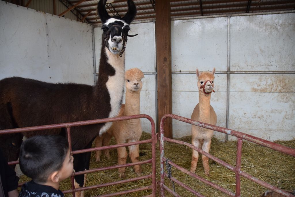 mimosa farm 10-2019 032 (1024x683).jpg
